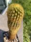 Preview: Borzicactus icosagonus